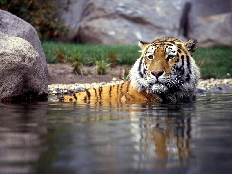 Tiger im Zoo Leipzig schwimmt