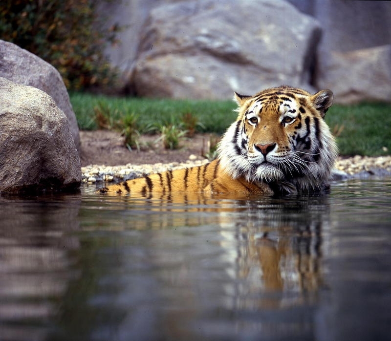 Tiger im Zoo Leipzig schwimmt