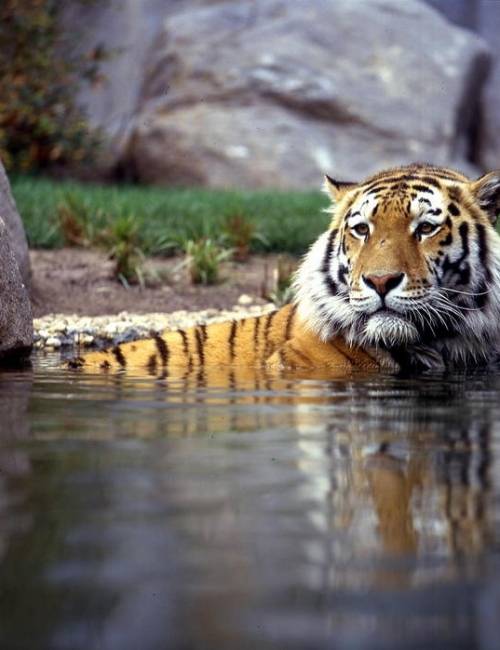 Bathing tiger at Leipzig Zoo
